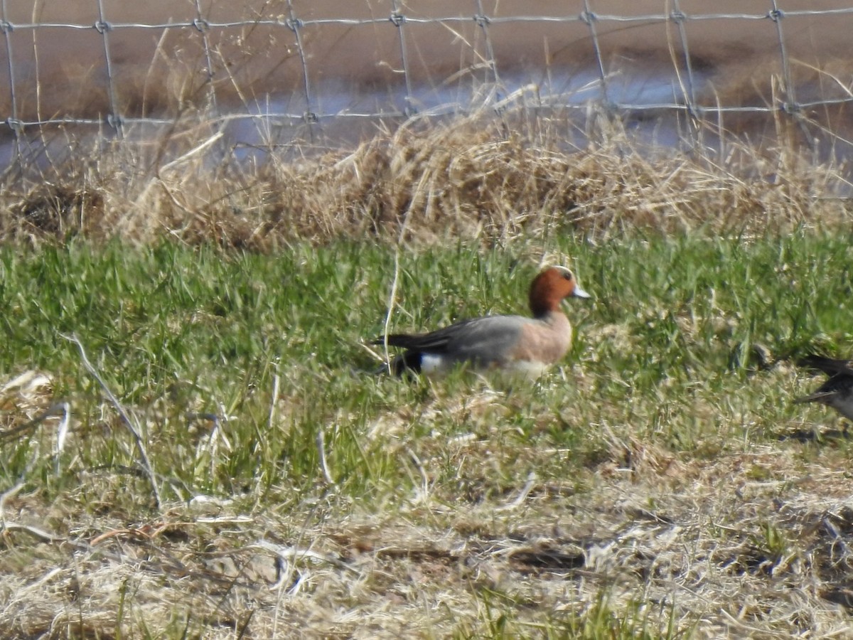 Eurasian Wigeon - ML618050763