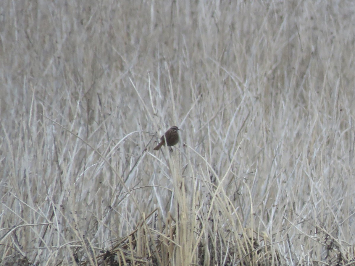 Song Sparrow - ML618050784