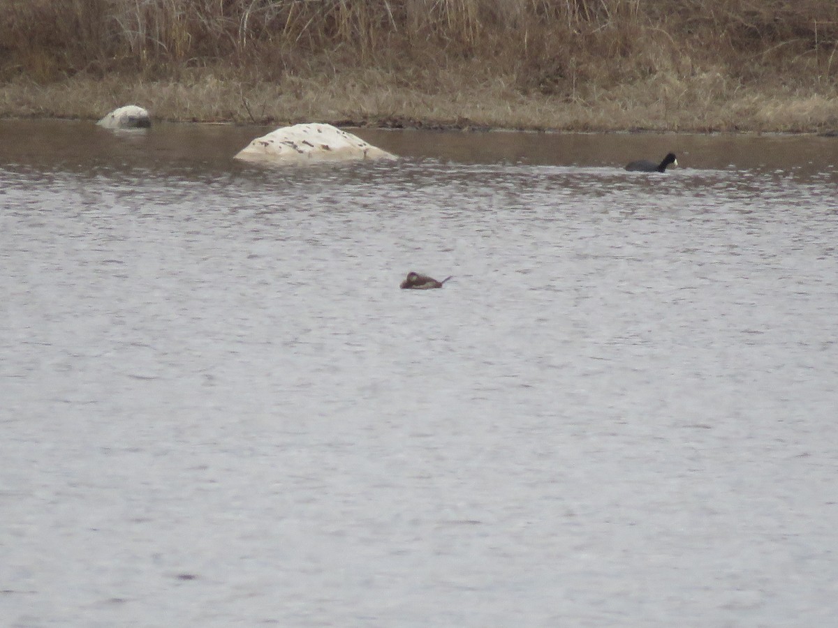 Ruddy Duck - ML618050798