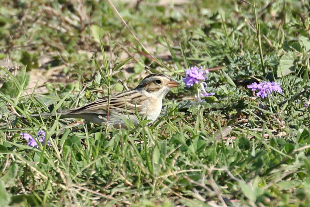 Clay-colored Sparrow - Henry Mauer