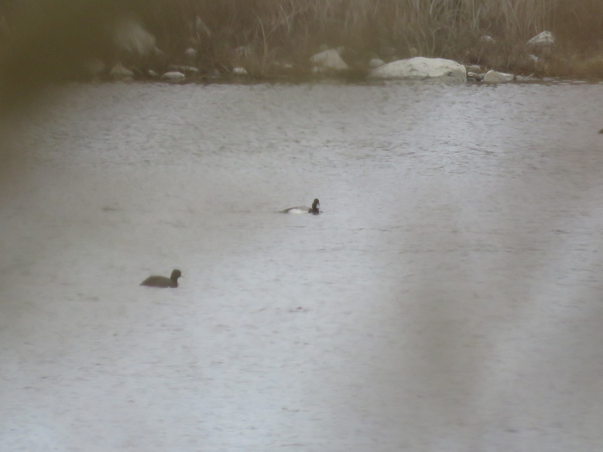 Lesser Scaup - ML618050835