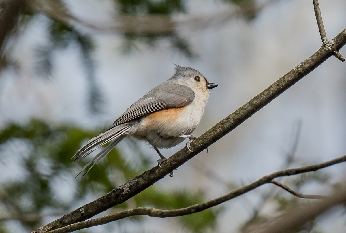 Tufted Titmouse - ML618050846