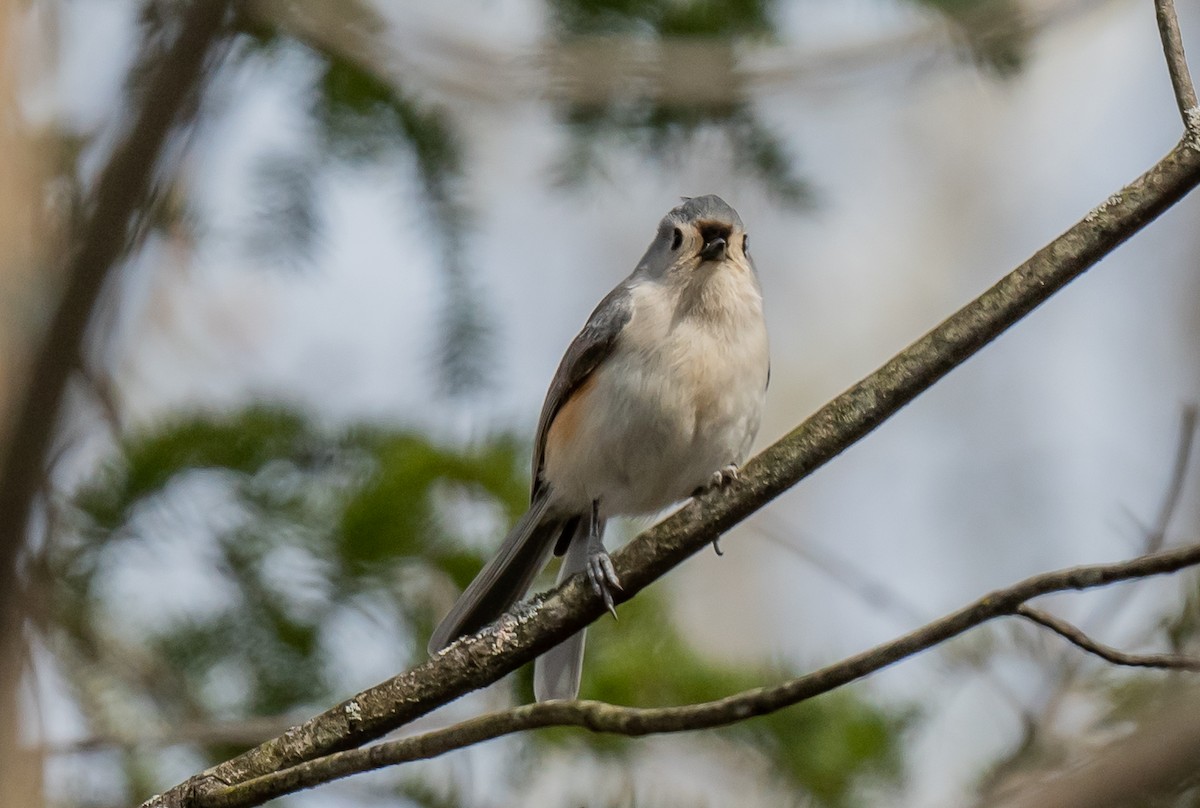 Tufted Titmouse - ML618050847