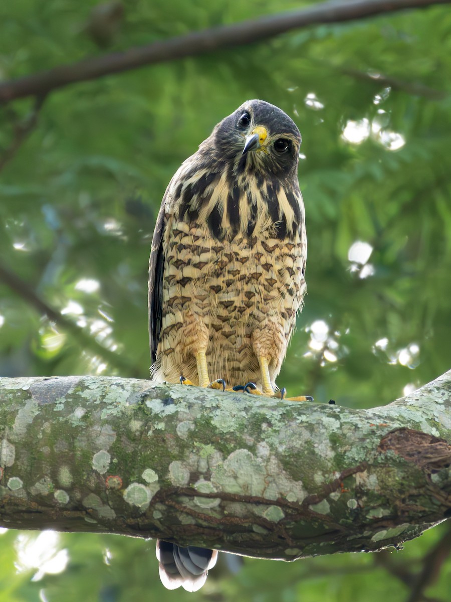 Roadside Hawk - ML618050862