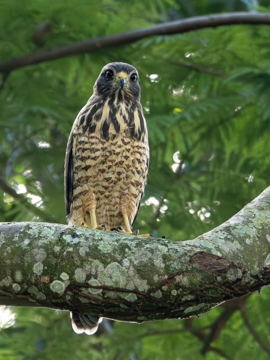 Roadside Hawk - ML618050863