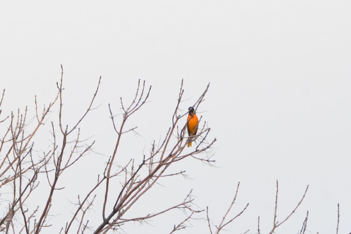 Baltimore Oriole - ML618050905