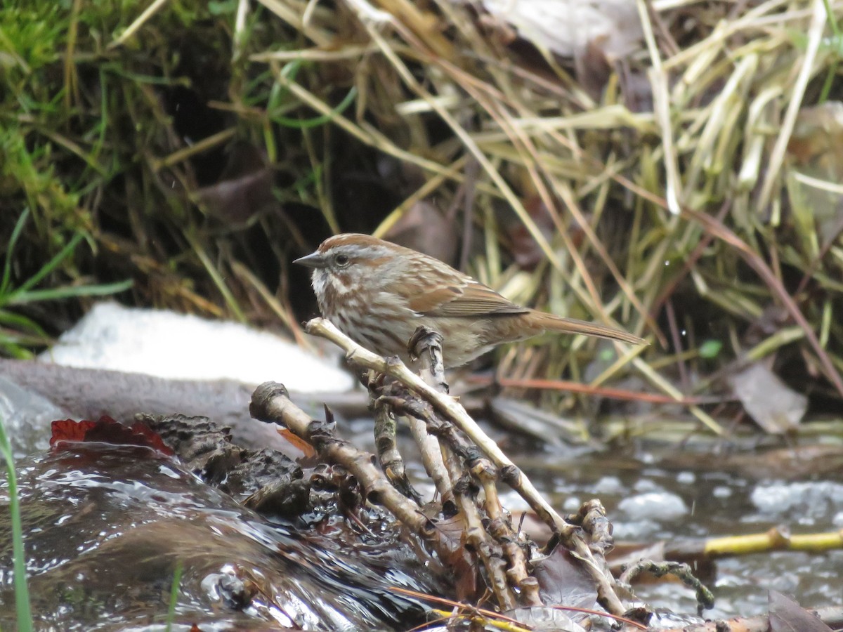 Song Sparrow - ML618050921