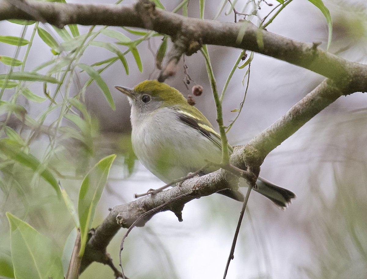 Chestnut-sided Warbler - ML618050936