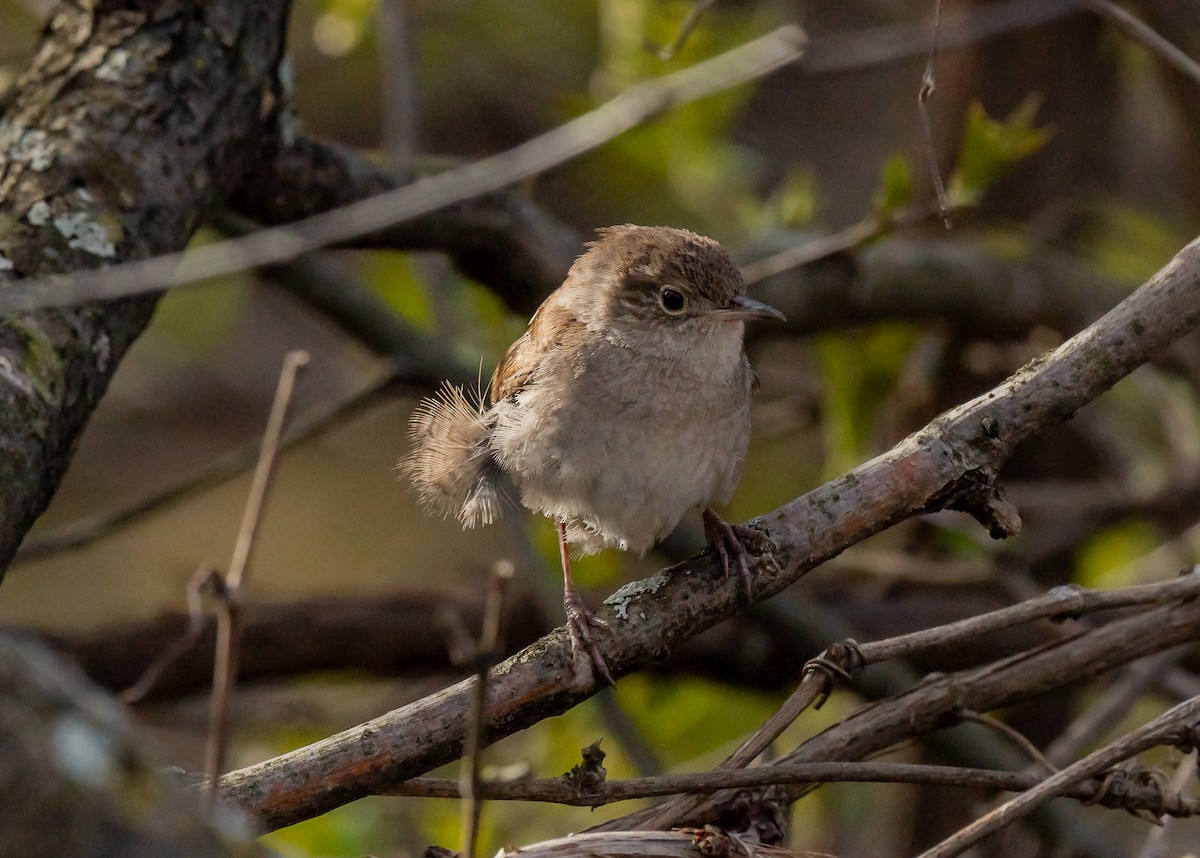 House Wren - ismael chavez