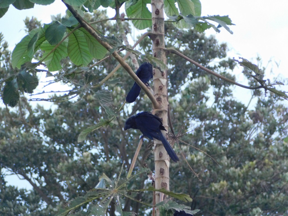 Smooth-billed Ani - ML618050957