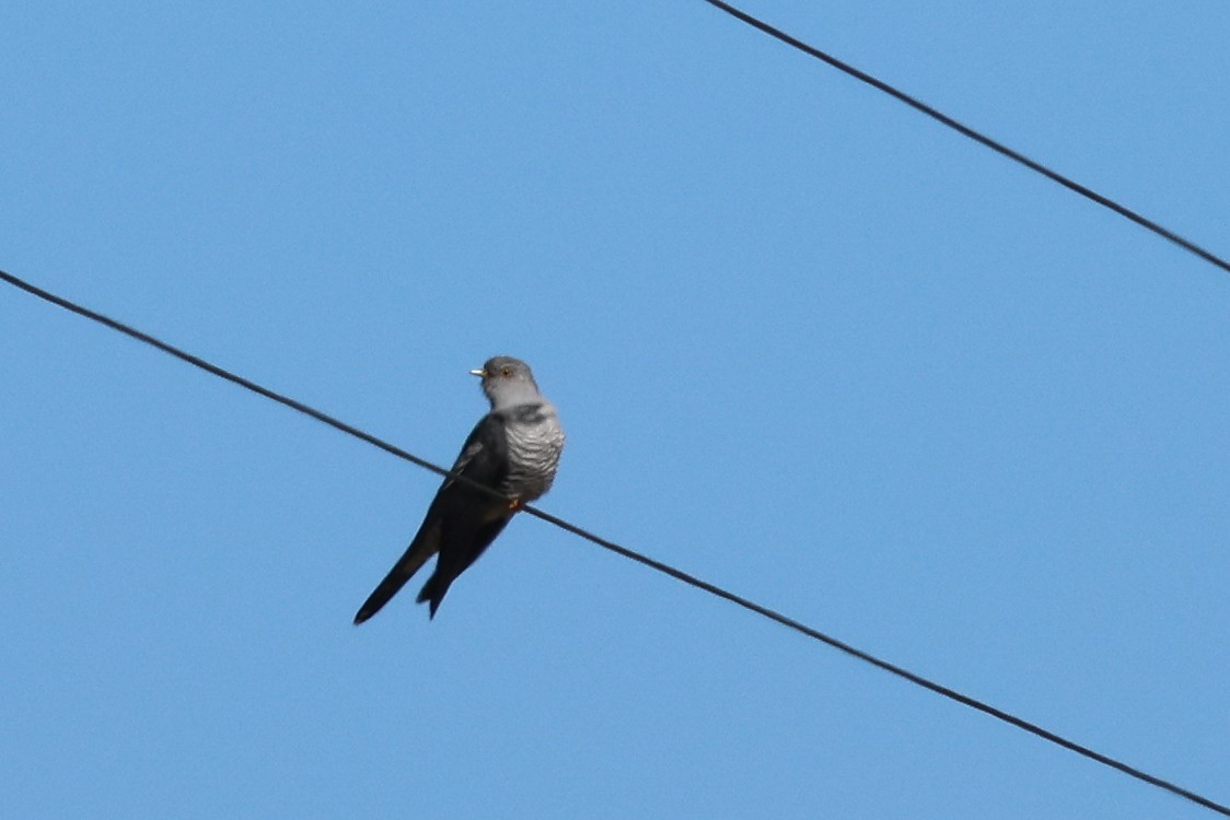 Common Cuckoo - Phil Kenny