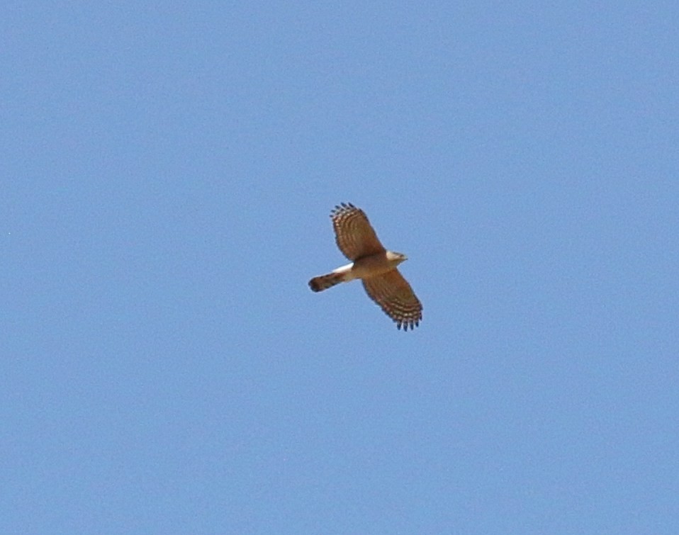 Cooper's Hawk - ML618051053