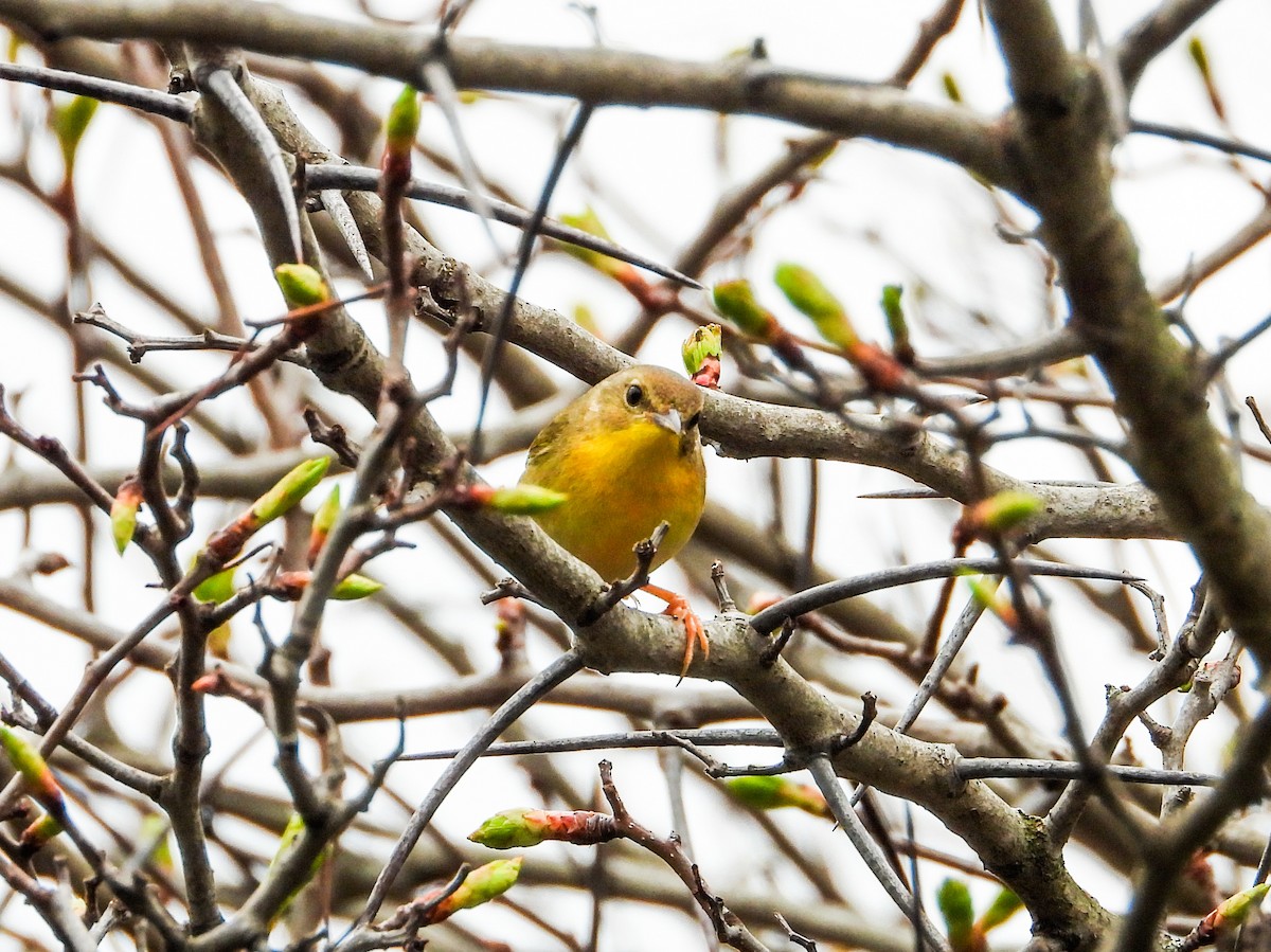 Common Yellowthroat - Haley Gottardo