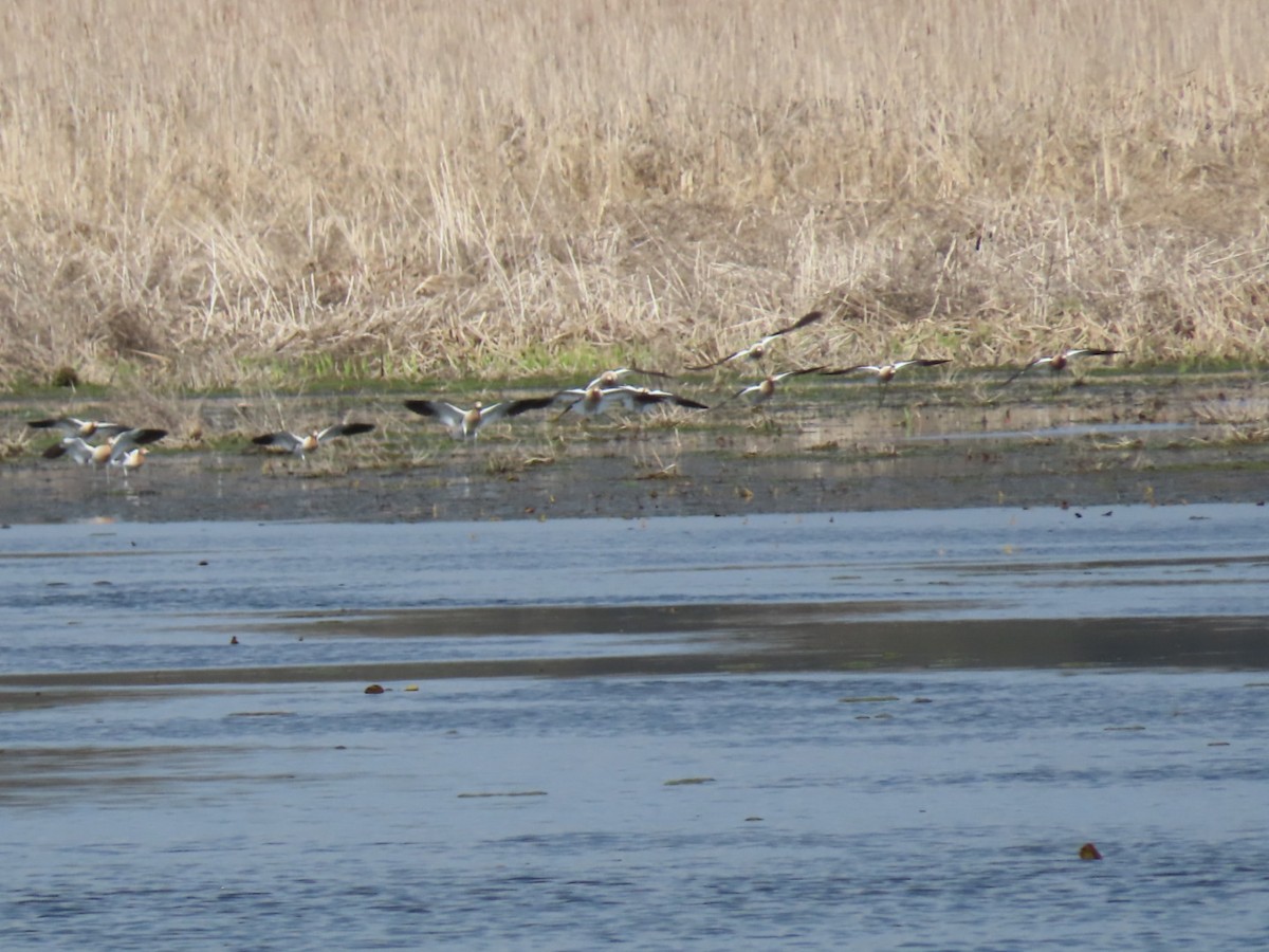 Avocette d'Amérique - ML618051076