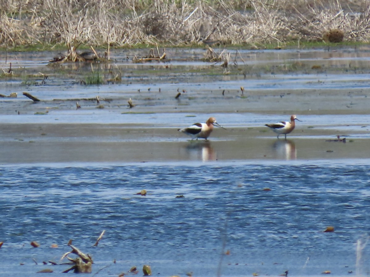 Avocette d'Amérique - ML618051077