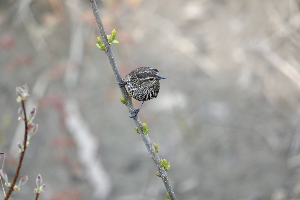 Red-winged Blackbird - ML618051091