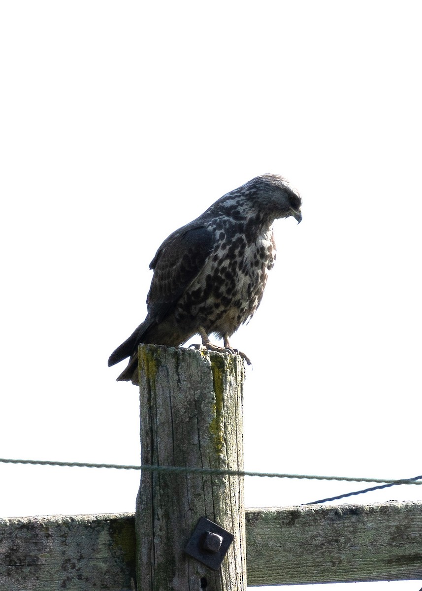 Swainson's Hawk - ML618051098