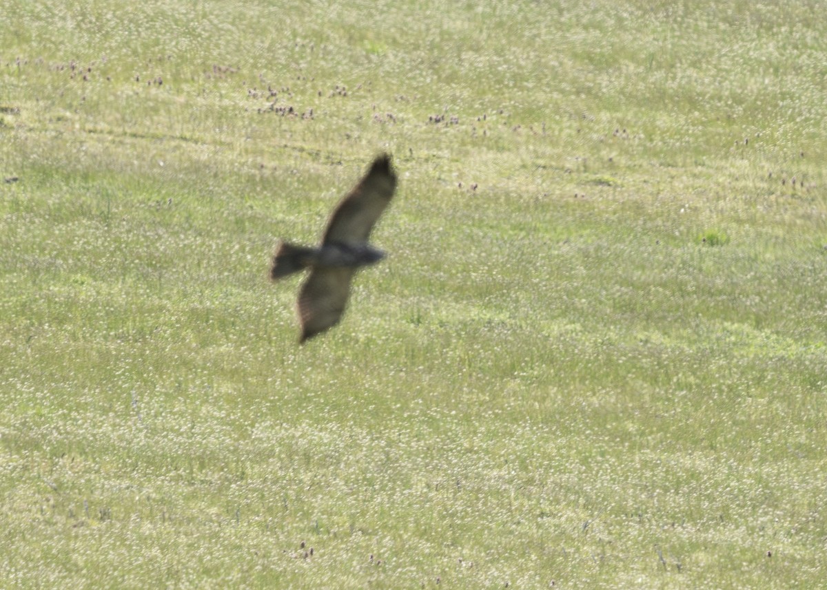 Swainson's Hawk - ML618051100