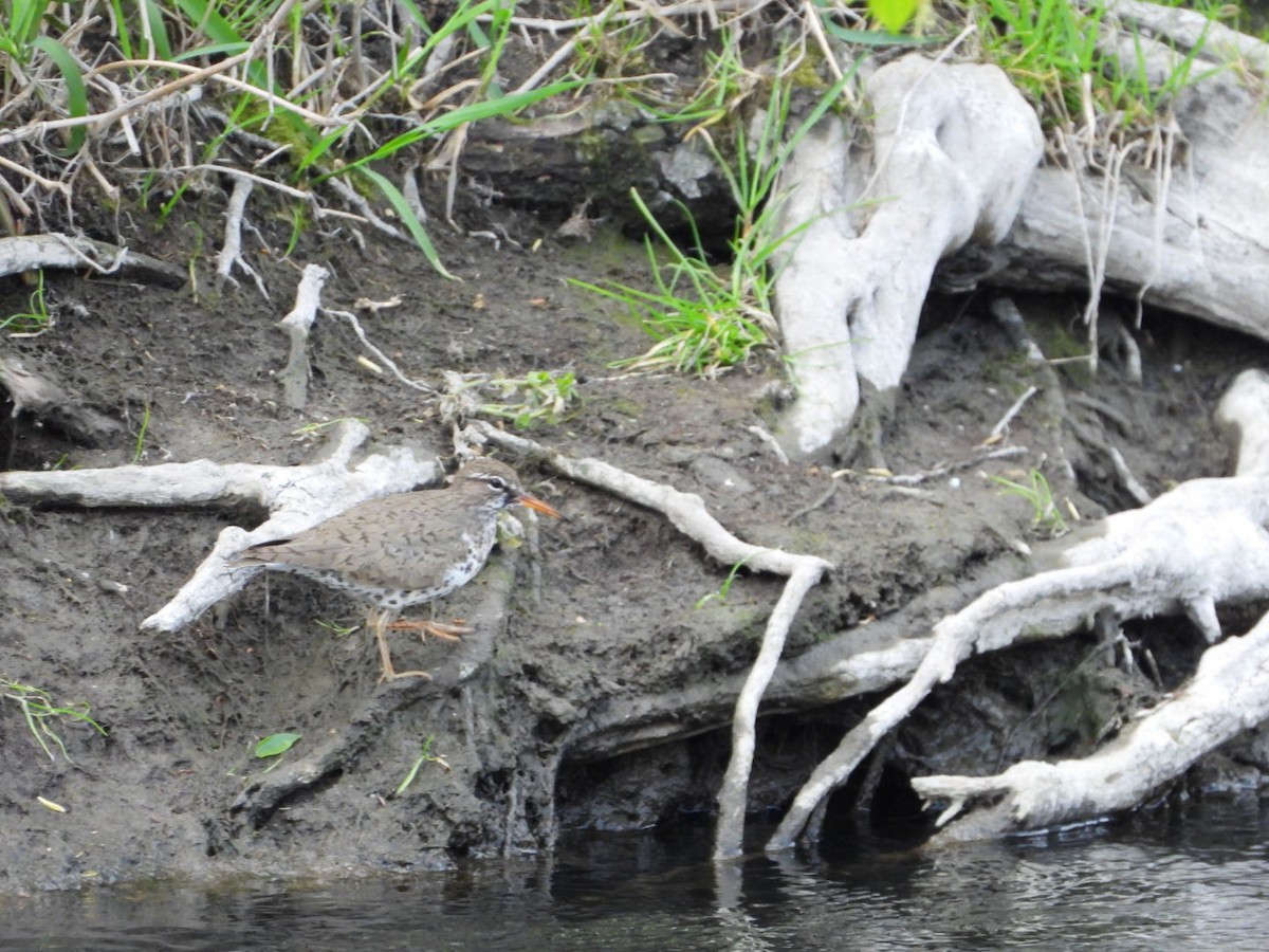 Spotted Sandpiper - ML618051116