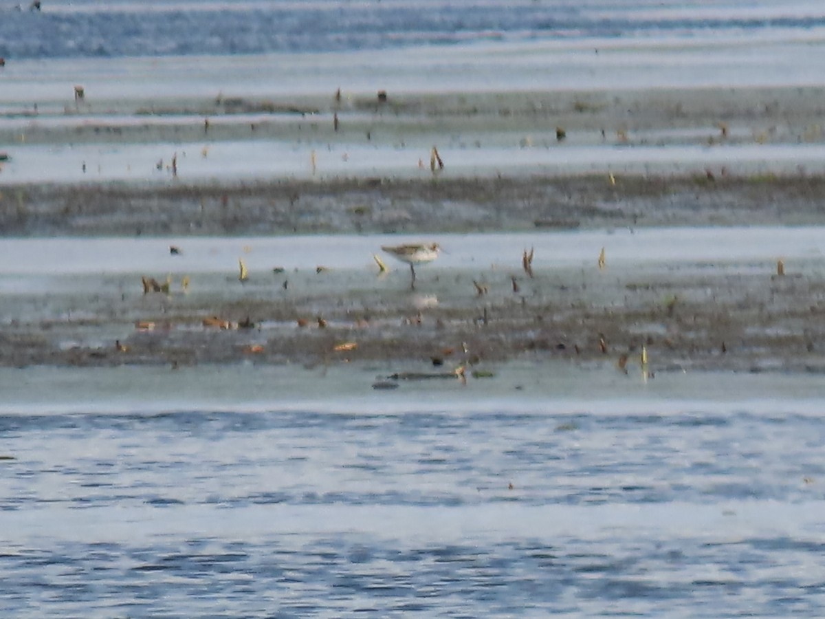 Phalarope de Wilson - ML618051126