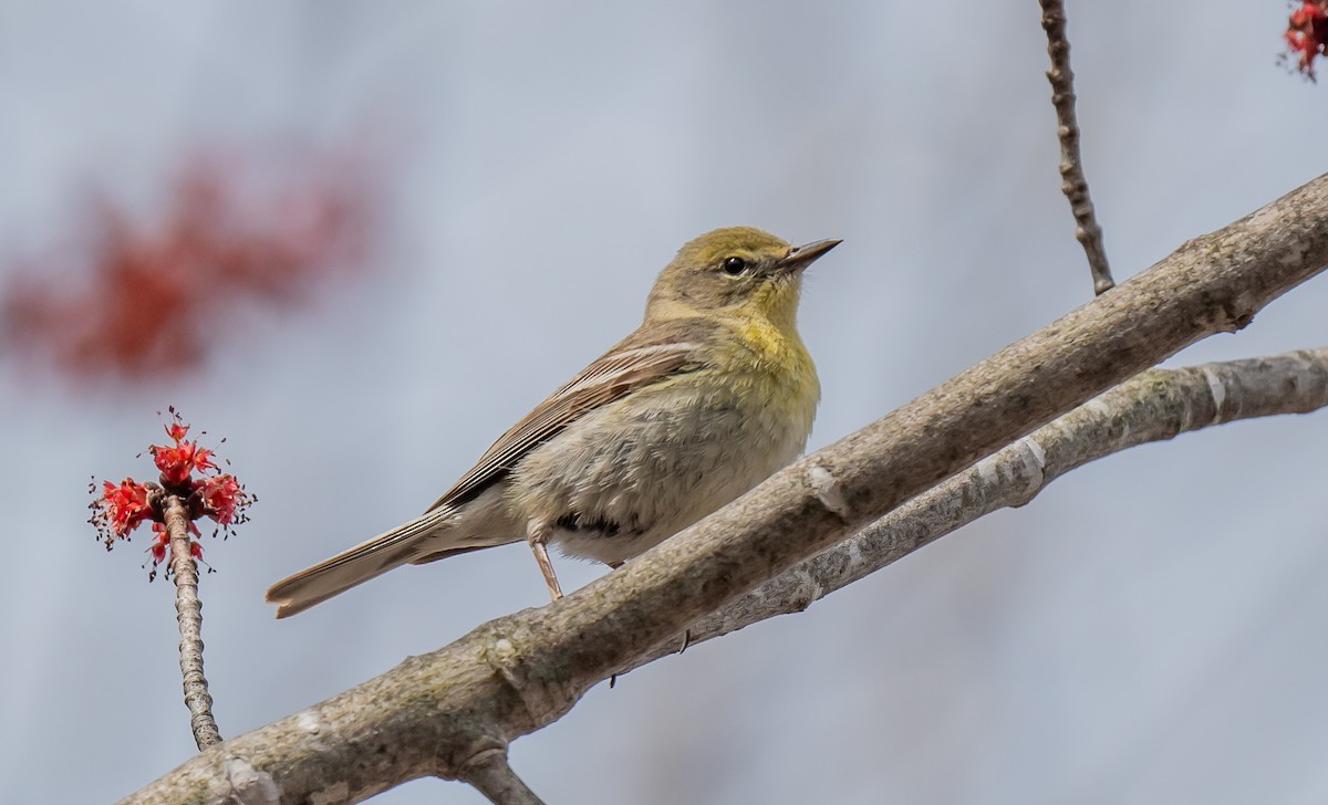 Pine Warbler - ismael chavez