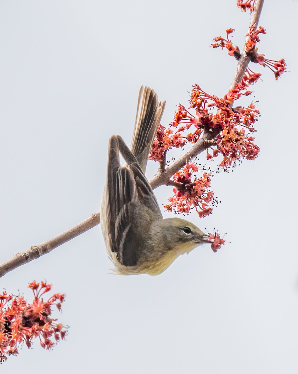 Pine Warbler - ismael chavez