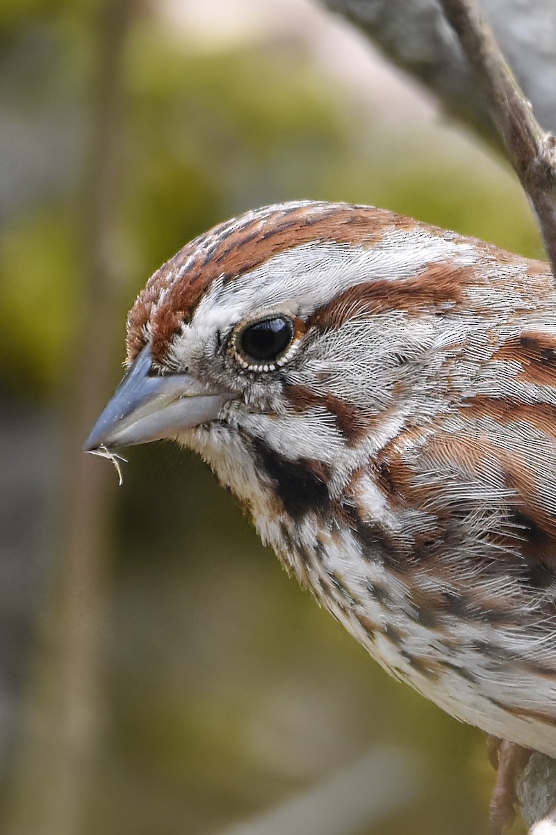 Song Sparrow - ML618051171