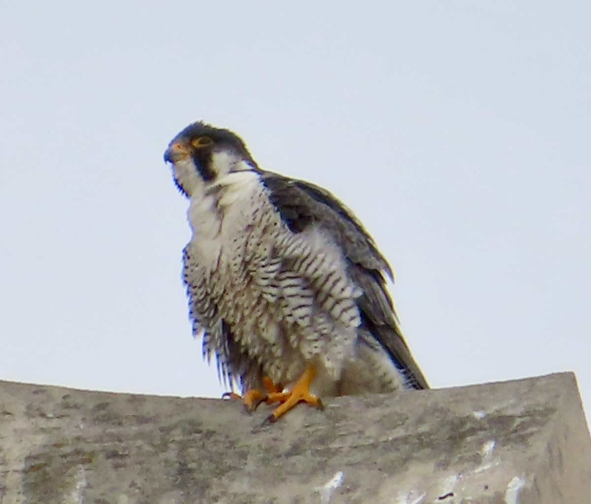 Peregrine Falcon - ML618051175