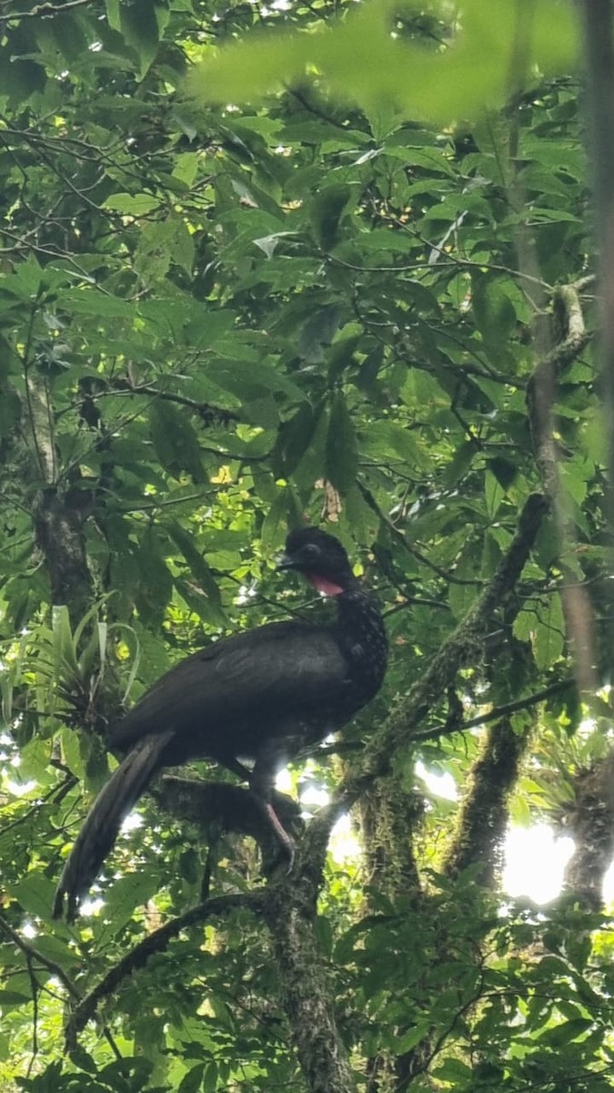 Crested Guan - ML618051188