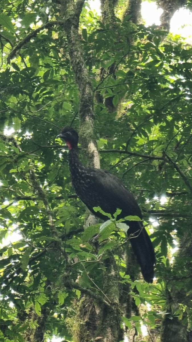 Crested Guan - ML618051191