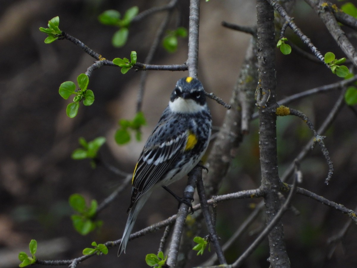 Yellow-rumped Warbler - ML618051214