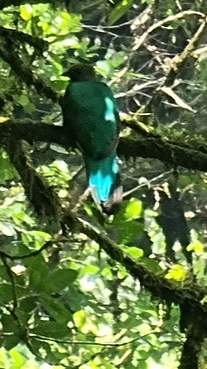 Quetzal Guatemalteco - ML618051219