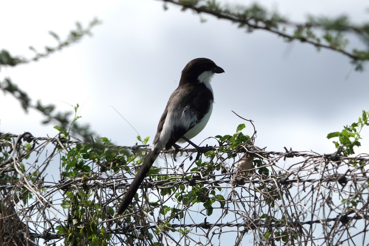 Long-tailed Fiscal - Jo Ellen Floer