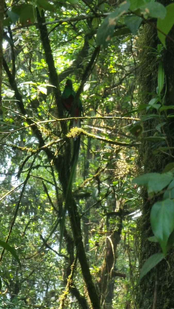 Quetzal Guatemalteco - ML618051221