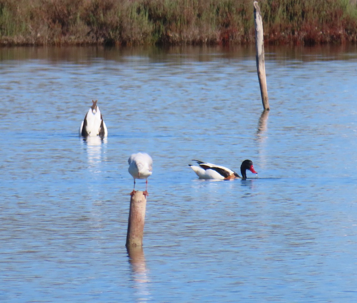 Common Shelduck - ML618051248