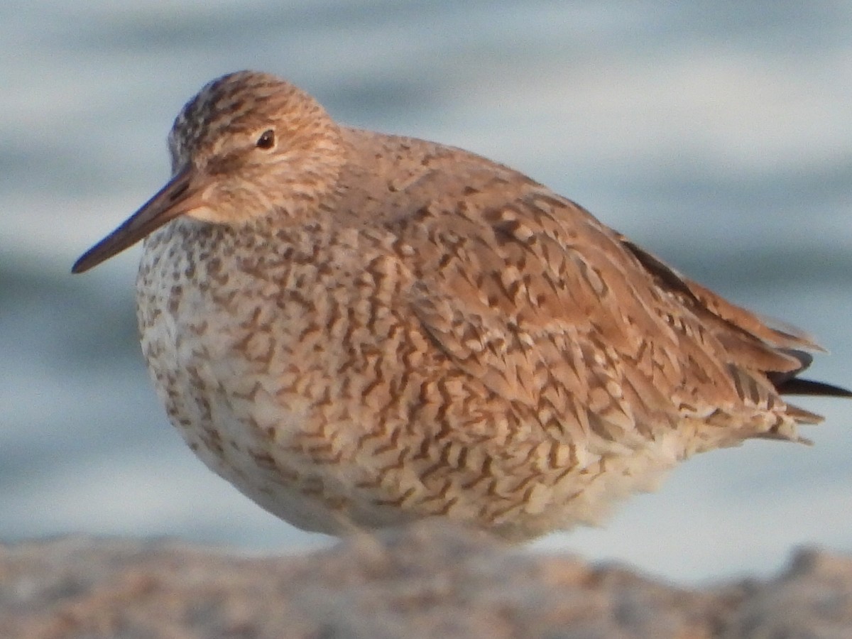 Willet - ML618051269