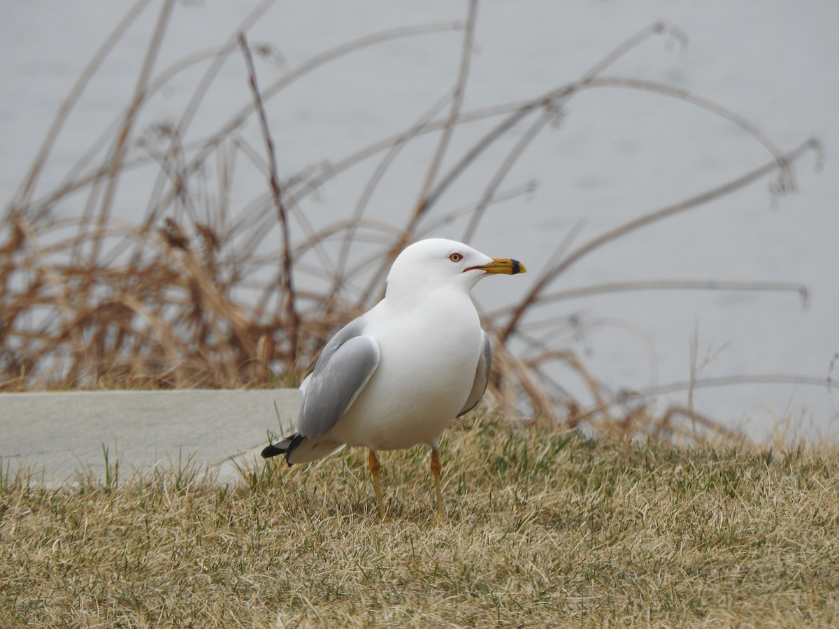 Ring-billed Gull - ML618051275