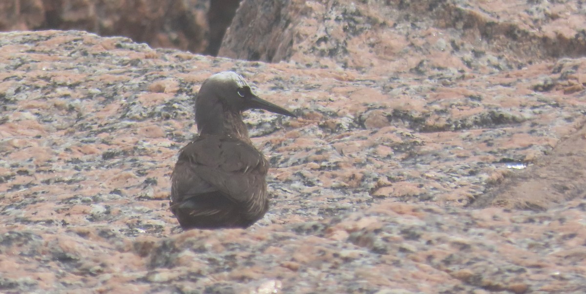 Black Noddy - Andrew Orgill