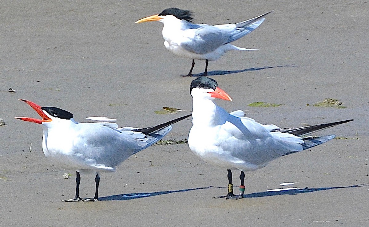 Elegant Tern - g.a. murayama