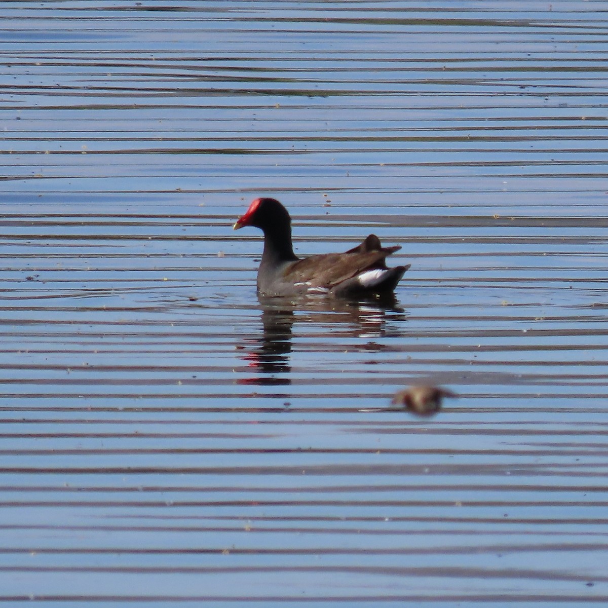 Common Gallinule - ML618051333