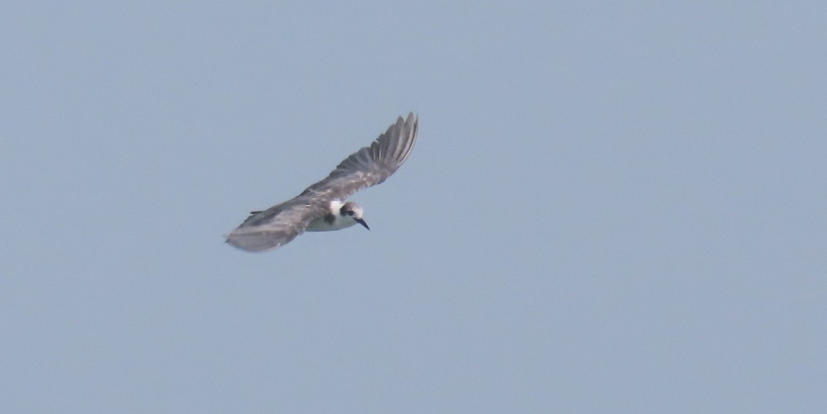 Black Tern - Andrew Orgill