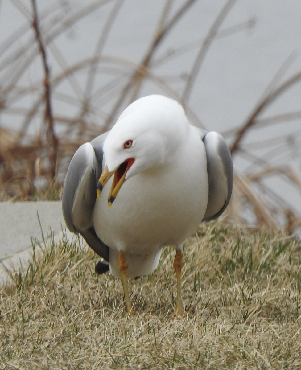 Ring-billed Gull - ML618051341