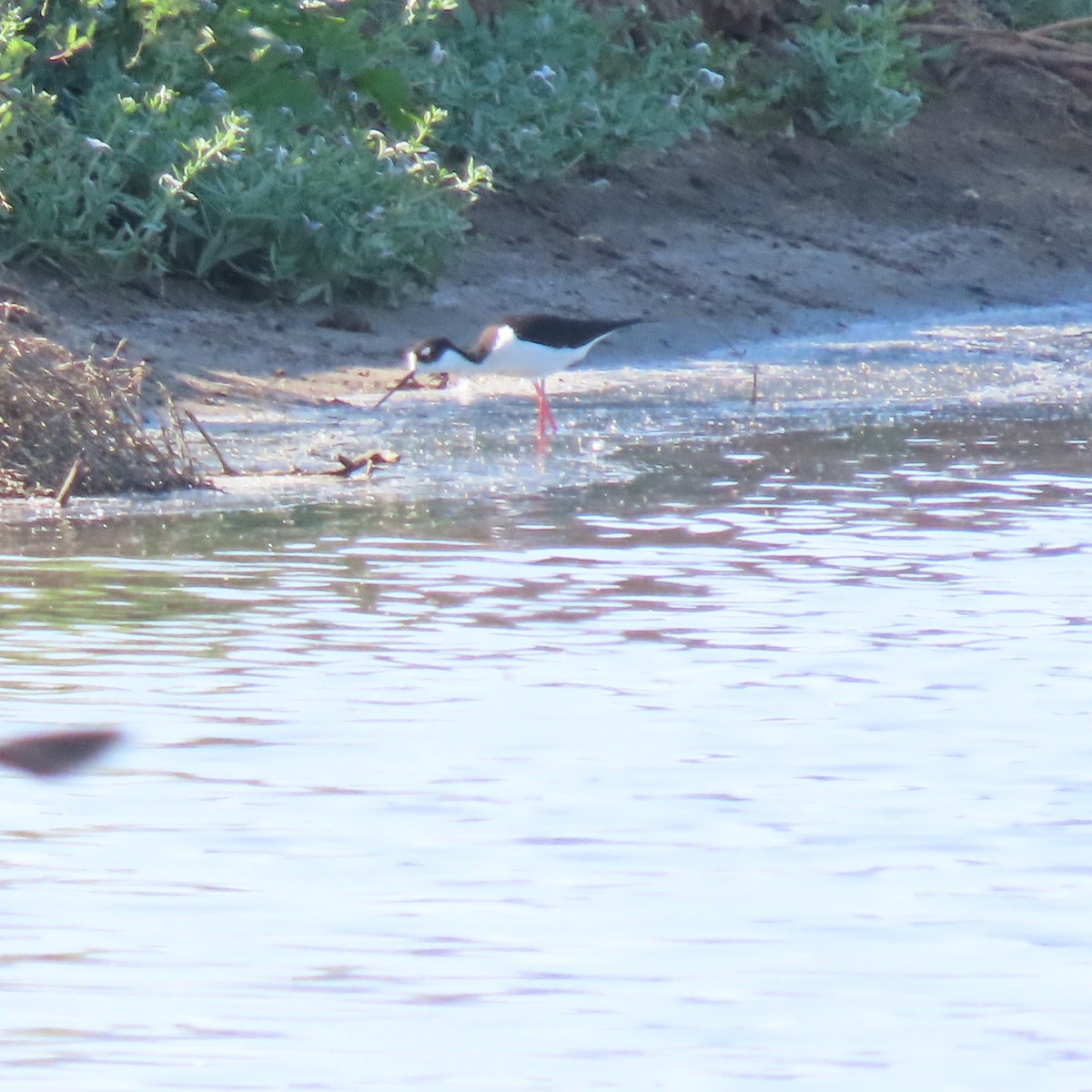 Black-necked Stilt - ML618051349