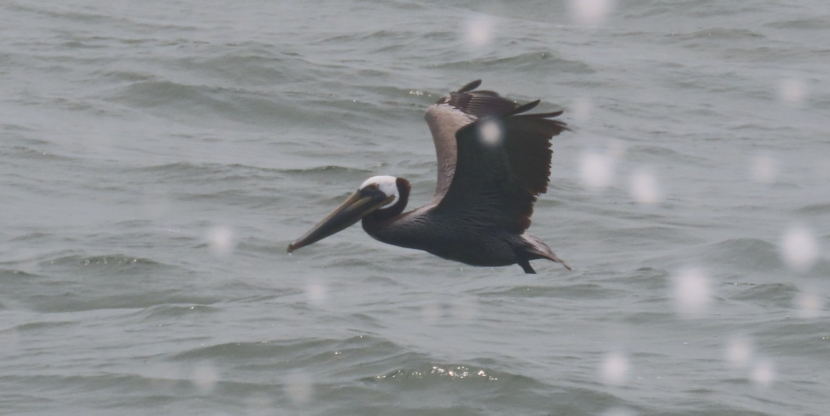 Brown Pelican - Andrew Orgill