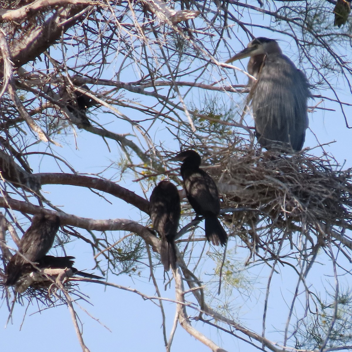 Neotropic Cormorant - ML618051364