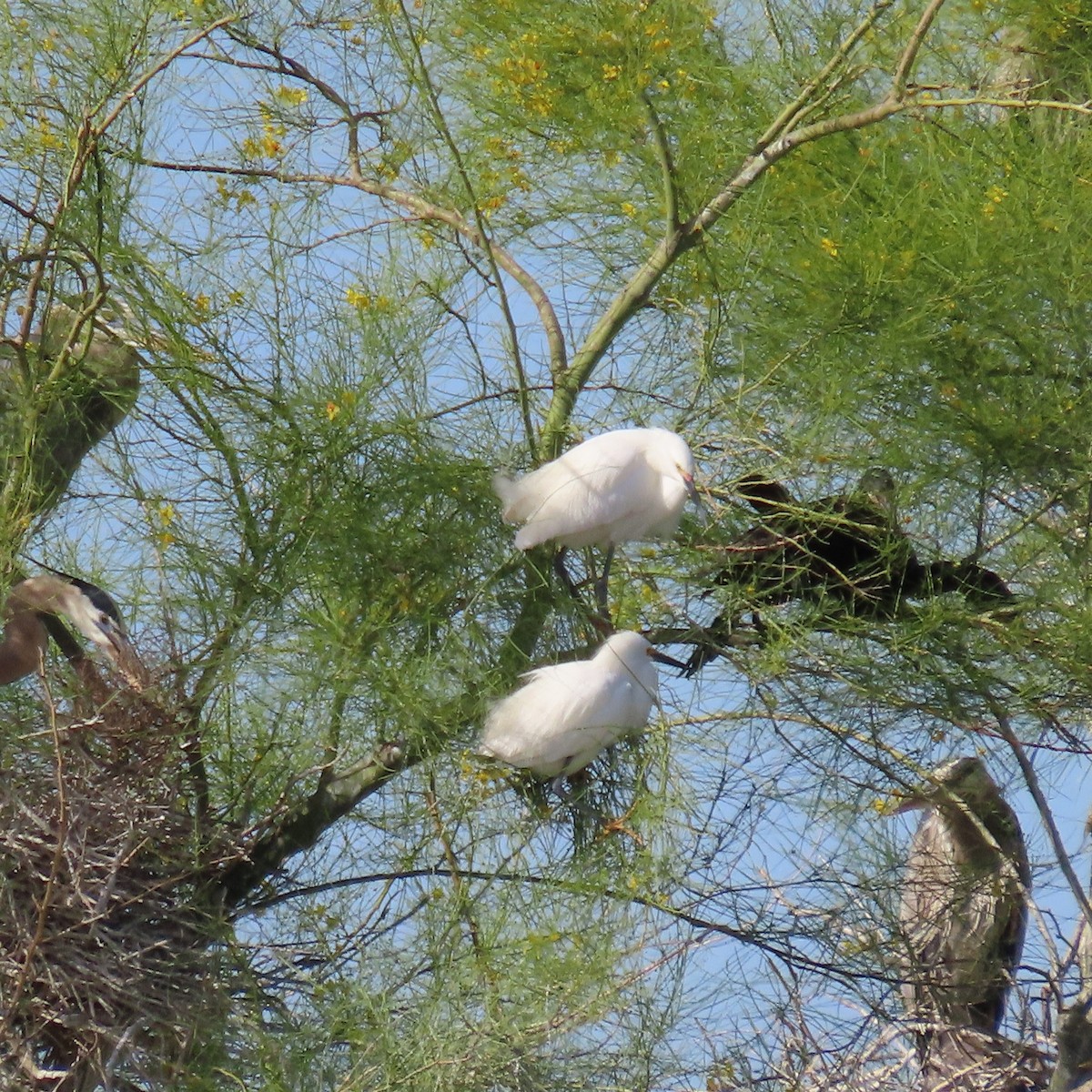 Snowy Egret - ML618051377