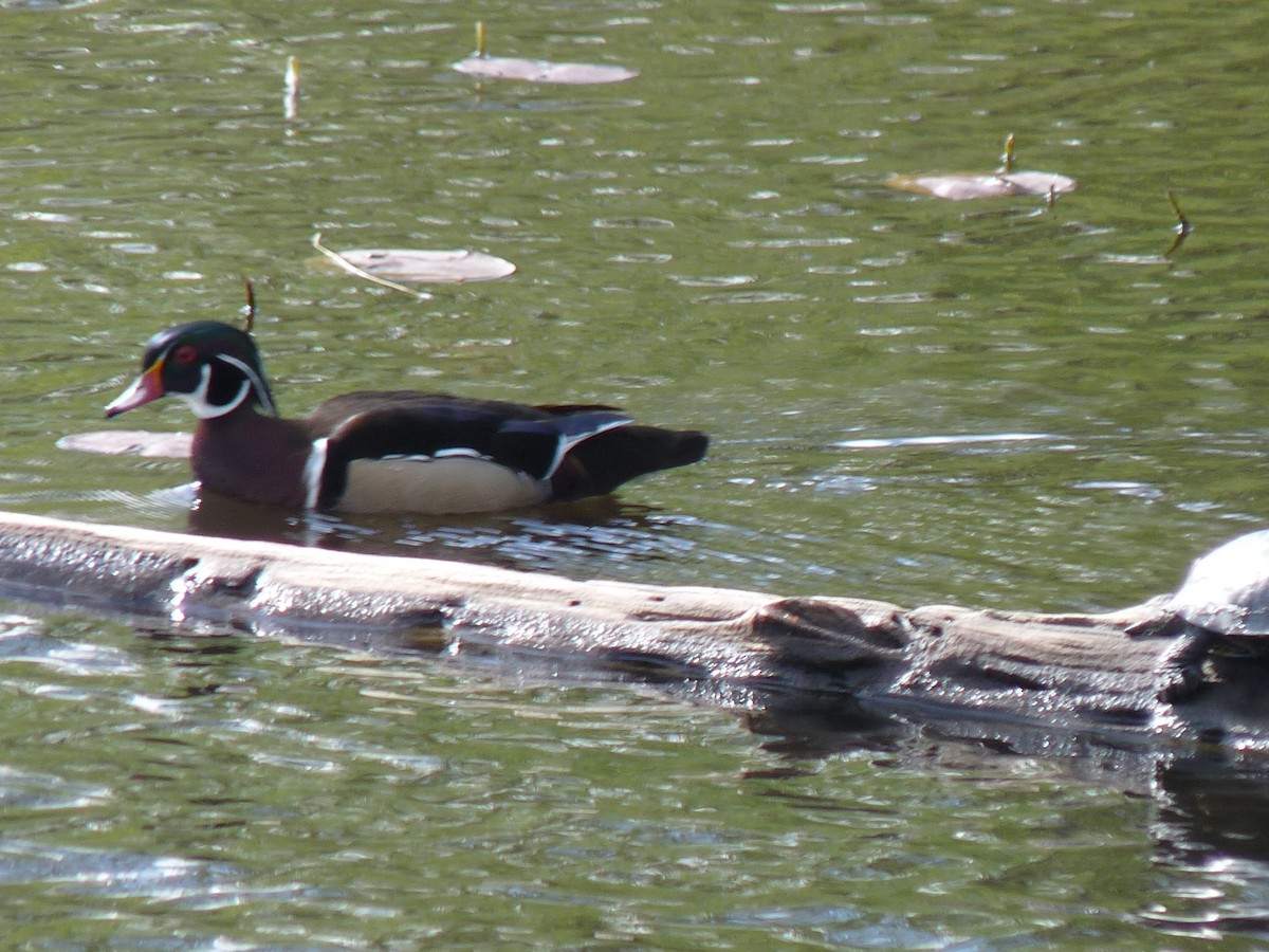 Wood Duck - marc  breuninger