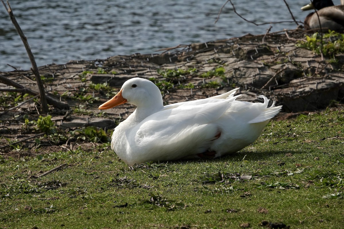 Mallard - ML618051386