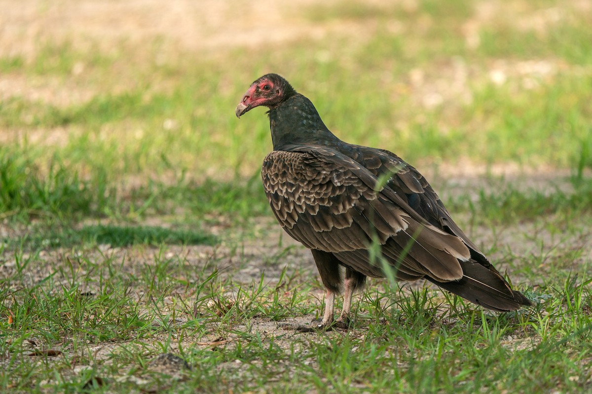 Turkey Vulture - ML618051390