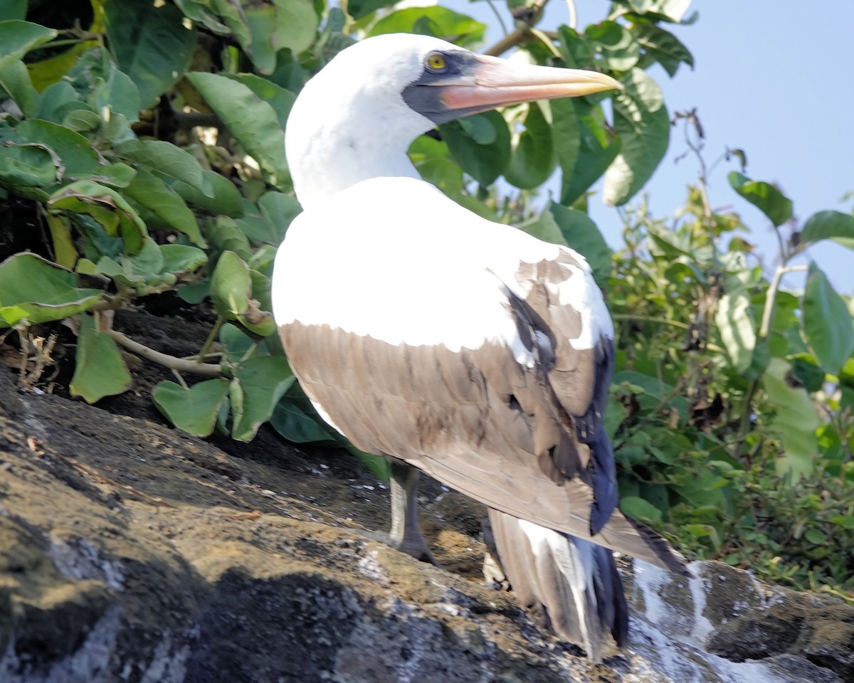 Nazca Booby - ML618051391